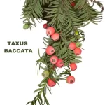 TAXUS BACCATA