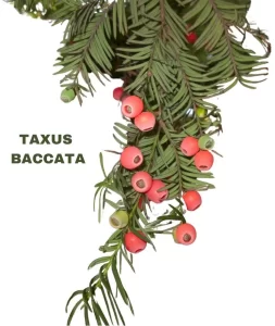 TAXUS BACCATA