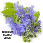 TEUCRIUM MARUM VERUM