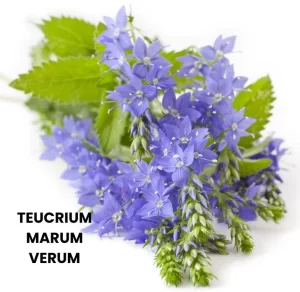 TEUCRIUM MARUM VERUM