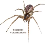 THERIDION CURASSAVICUM