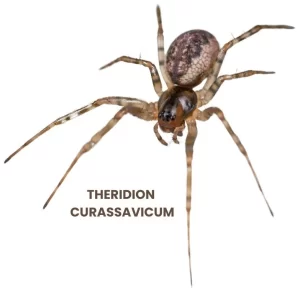 THERIDION CURASSAVICUM