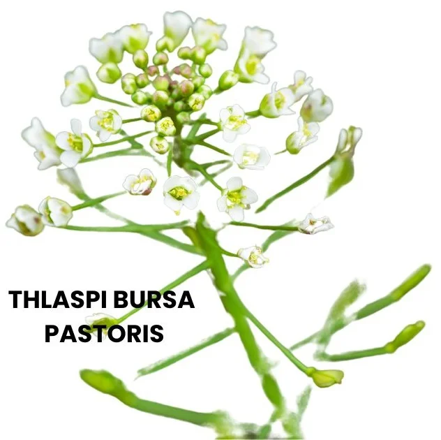 THLASPI BURSA PASTORIS