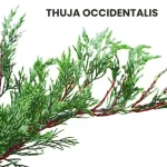 THUJA OCCIDENTALIS