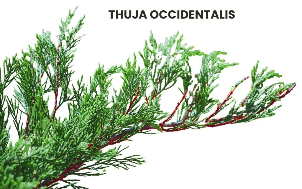 THUJA OCCIDENTALIS