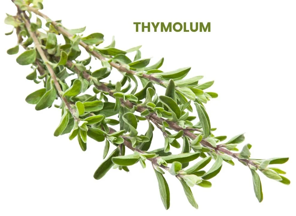 THYMOLUM