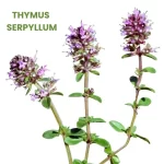 THYMUS SERPYLLUM