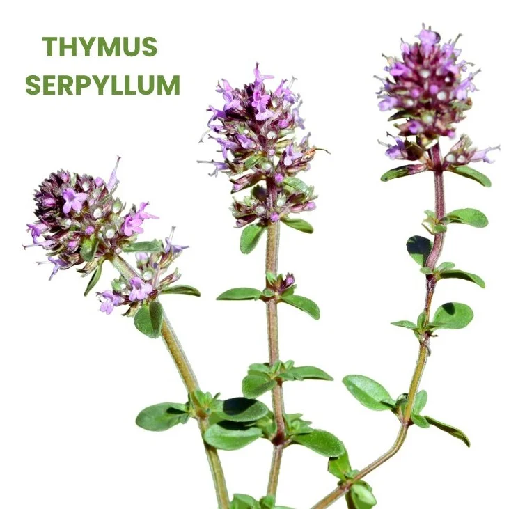 THYMUS SERPYLLUM