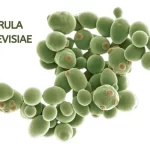 TORULA CEREVISIAE