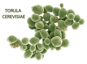 TORULA CEREVISIAE