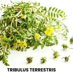 TRIBULUS TERRESTRIS