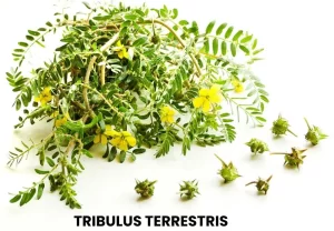 TRIBULUS TERRESTRIS