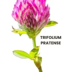 TRIFOLIUM PRATENSE