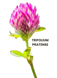 TRIFOLIUM PRATENSE