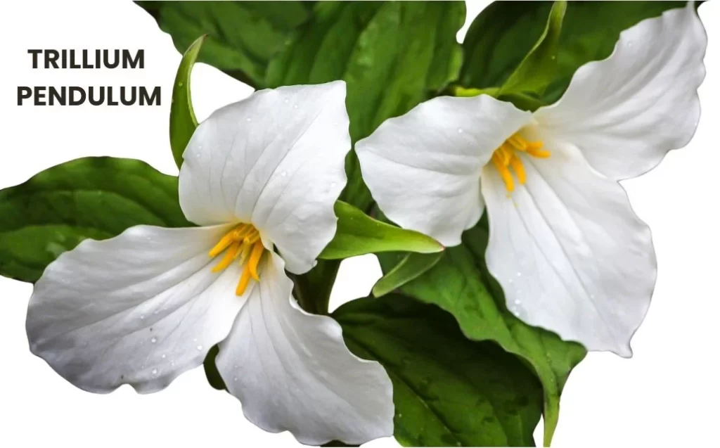 TRILLIUM PENDULUM