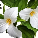 TRILLIUM PENDULUM