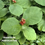 TRIOSTEUM PERFOLIATUM