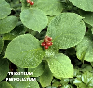 TRIOSTEUM PERFOLIATUM