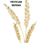 TRITICUM REPENS