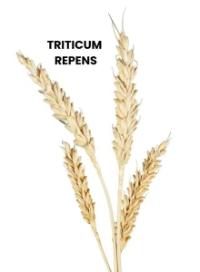 TRITICUM REPENS