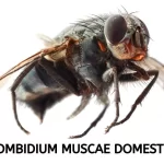 TROMBIDIUM MUSCAE DOMESTICAE