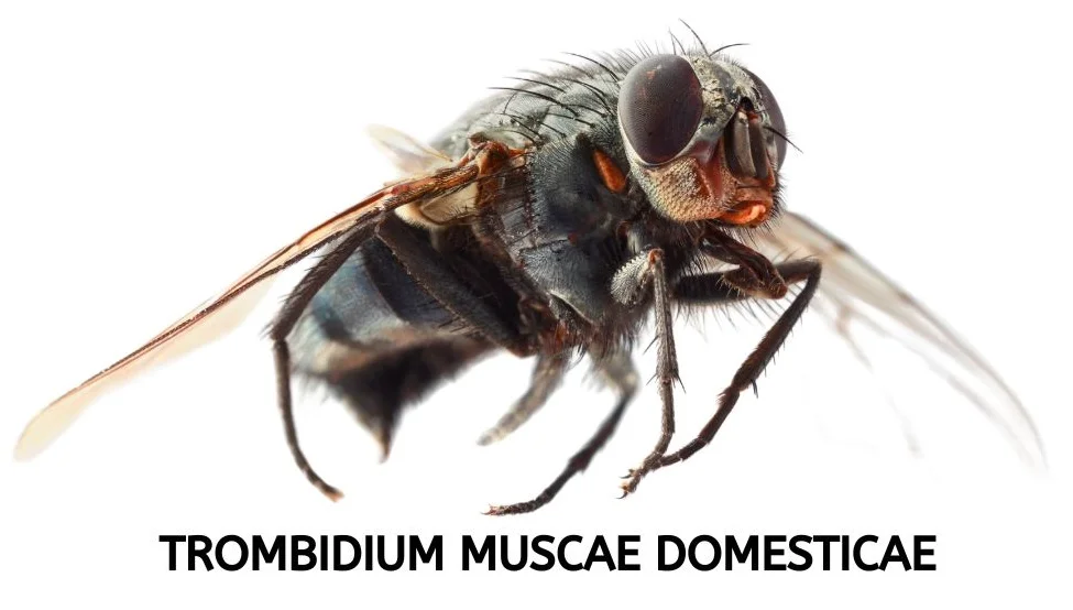 TROMBIDIUM MUSCAE DOMESTICAE