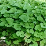 TUSSILAGO PETASITES