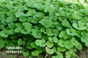 TUSSILAGO PETASITES