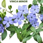 VINCA MINOR