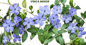 VINCA MINOR