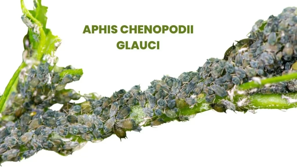 APHIS CHENOPODII GLAUCI