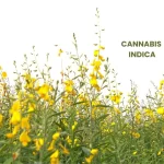 CANNABIS INDICA