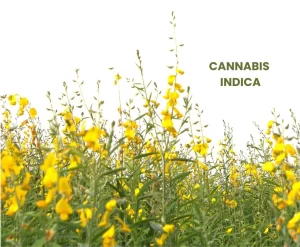 CANNABIS INDICA