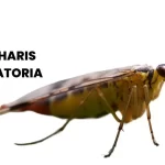 CANTHARIS VESICATORIA