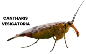 CANTHARIS VESICATORIA