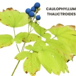 CAULOPHYLLUM THALICTROIDES