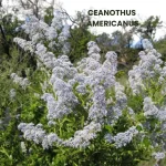 CEANOTHUS AMERICANUS