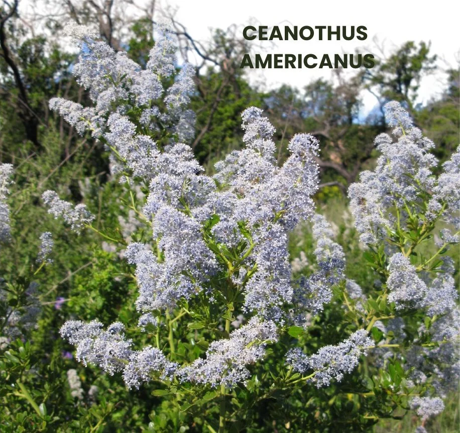 CEANOTHUS AMERICANUS