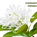 CHIONANTHUS VIRGINICA