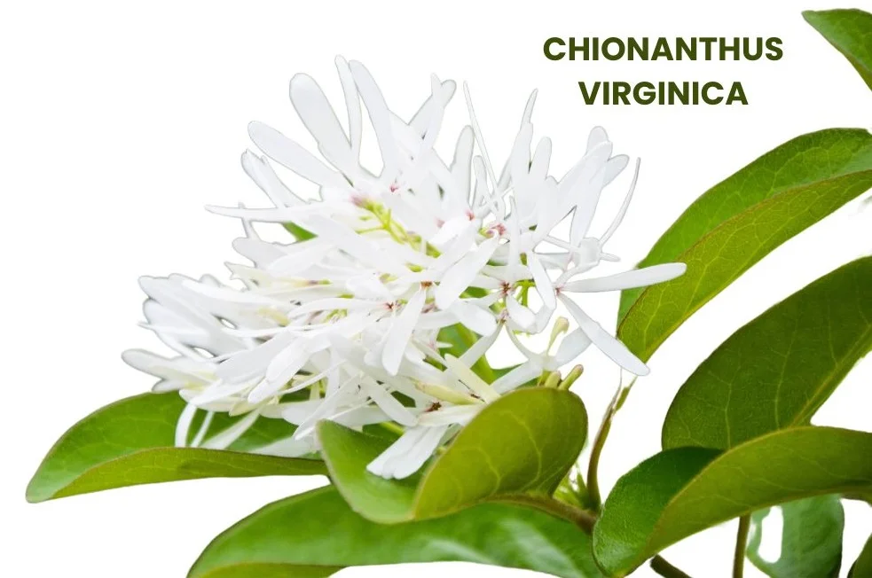 CHIONANTHUS VIRGINICA