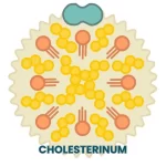 CHOLESTERINUM