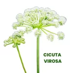 CICUTA VIROSA