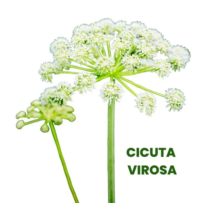 CICUTA VIROSA