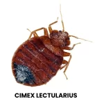 CIMEX LECTULARIUS