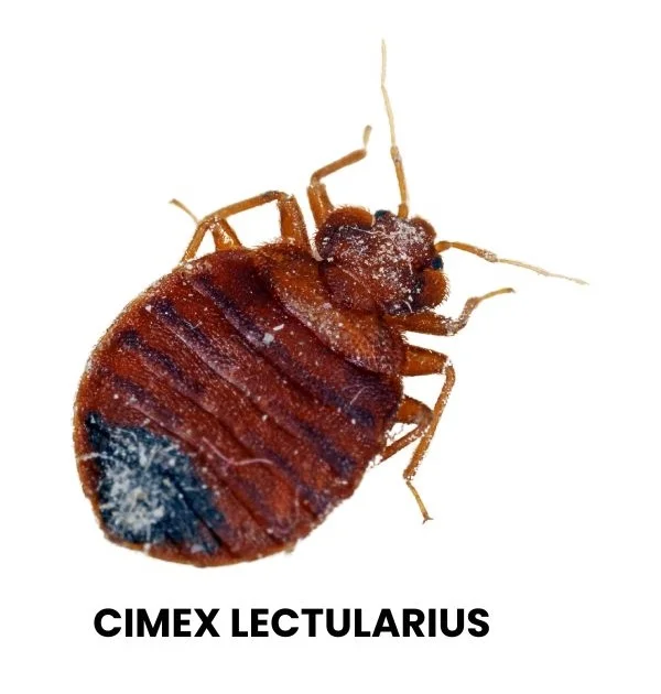 CIMEX LECTULARIUS