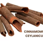 CINNAMOMUM CEYLANICUM