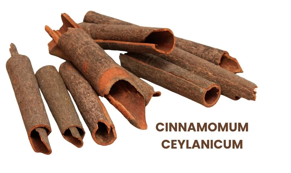 CINNAMOMUM CEYLANICUM