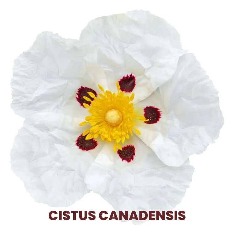 CISTUS CANADENSIS