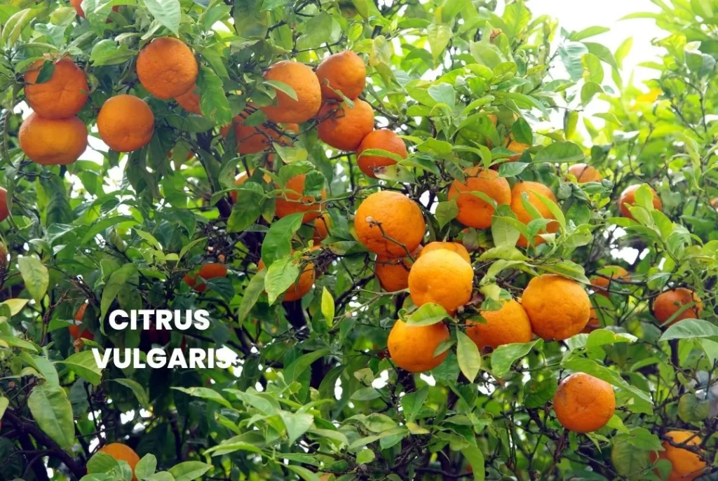 CITRUS VULGARIS