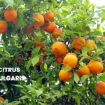 CITRUS VULGARIS